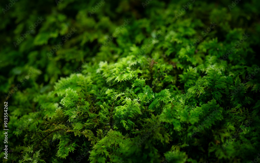 Closeup of of beautiful green moss in Kyoto, Japan Closeup of of beautiful green moss in Kyoto, Japan