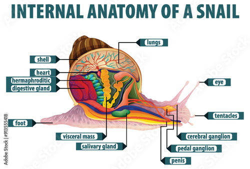 Internal Anatomy of a Snail