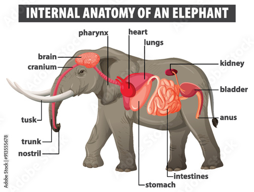 Internal Anatomy of an Elephant