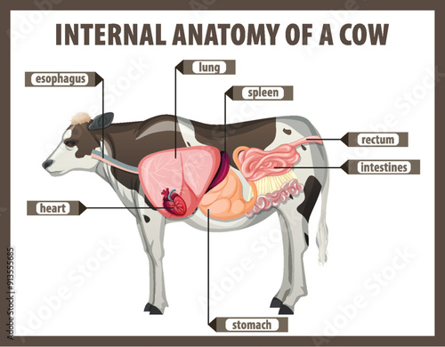 Internal Anatomy of a Cow