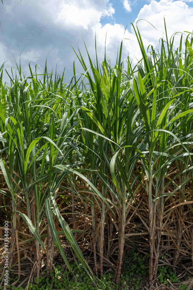 Sugarcane field in sunlight in the Mekong delta, Vietnam. Sugarcane field in sunlight in the Mekong delta, Vietnam.