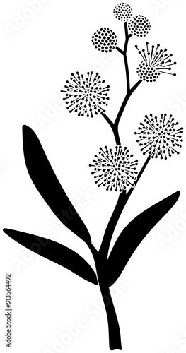 floral illustration plant silhouette australian logo flower icon branch outline leaf wattle pycnantha australia mimosa botanical golden acacia decorative shape tree tropical twig for vector graphic