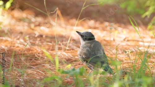 Azure-winged magpie chick (Cyanopica cyanus) nestling bird foraging pecking ground in the grassy meadow at sunset close-up photo