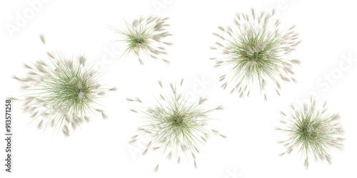 Foto Fresh Gracillimus maiden hair grass panorama isolated on white background
