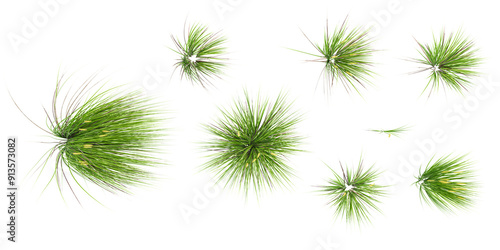 Green Japanese rush grass with white background.3d rendering,top view