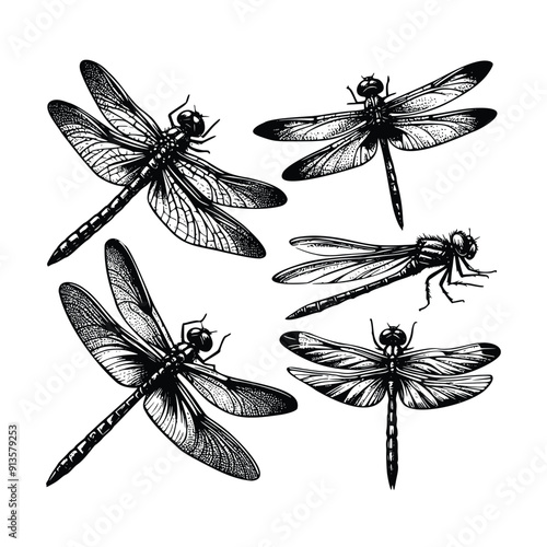 set of dragonfly illustration. hand drawn dragonfly  black and white vector illustration. isolated white background