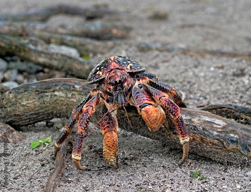 Aldabra Giant coconut crab, Birgus latro, also known as giant hermit crab, robber crab and palm thief. Aldabra is World heritage site of Seychelles, Indian Ocean. An improved edit.