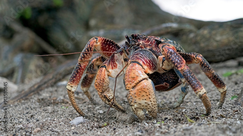 Aldabra Giant coconut crab, Birgus latro, also known as giant hermit crab, robber crab and palm thief. Aldabra is World heritage site of Seychelles, Indian Ocean. An improved edit.