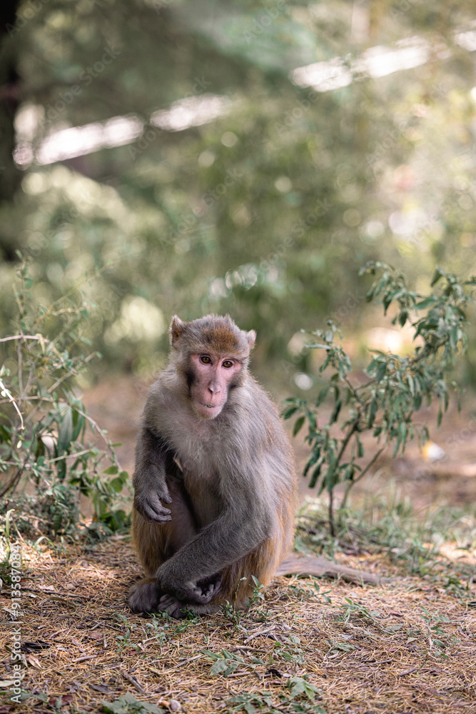 Fototapeta premium Monkey in India nature forest animal
