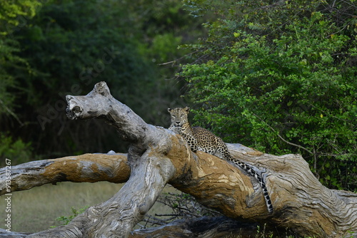 Sri Lankan Leopard - Panthera Pardus Kotiya