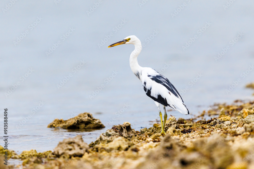 Pacific Reef Heron fishing from the banks Pacific Reef Heron fishing from the banks