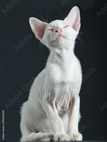 Albino cat. Studio photography of an animal in white color. photo