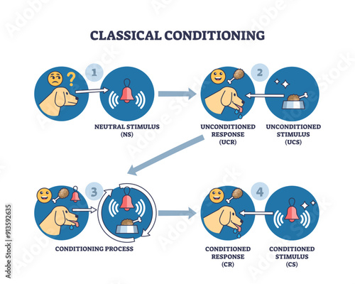 Classical conditioning and Pavlov behavior stimulus research outline diagram, transparent background. Labeled educational scheme with neutral and unconditioned response experiment illustration.
