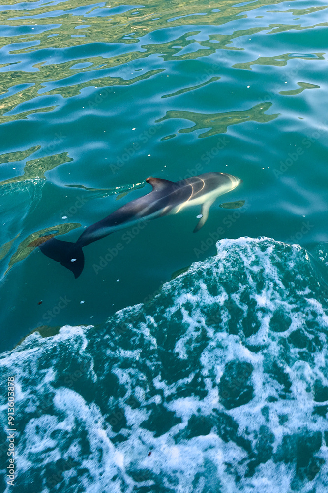 Obraz premium dolphin jumping out of water