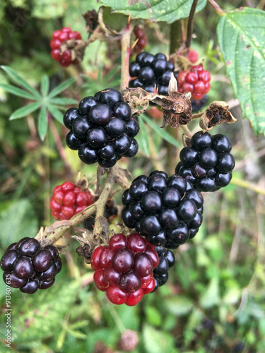 blackberry and red currant