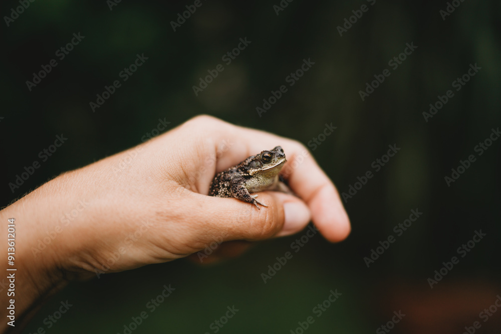 Close up of child hand holding small frog Close up of child hand holding small frog
