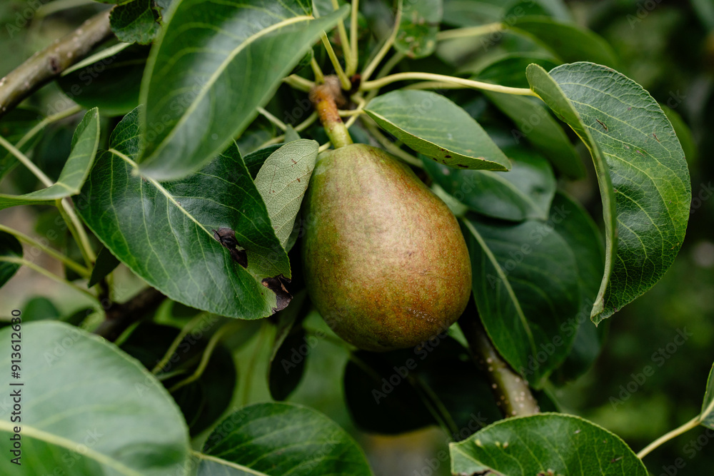 Pear Growing on Pear Tree Pear Growing on Pear Tree