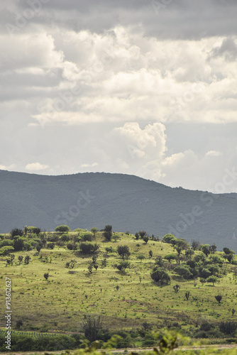 Beautiful green landscape in Oaxaca Mexico. Cactus landscape.