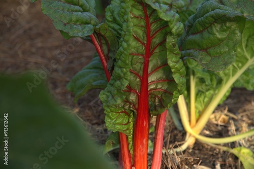 Silverbeet Swiss chard growing in a garden vegetable patch photo