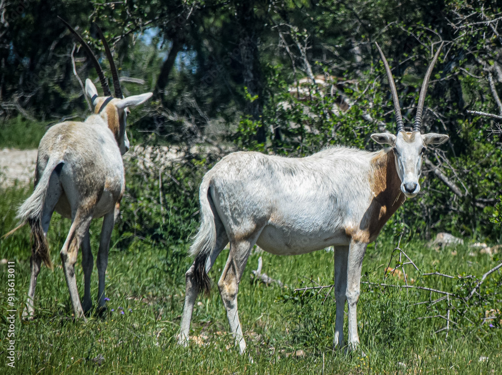 Antelopes with long curved horns standing in grass. Antelopes with long curved horns standing in grass.