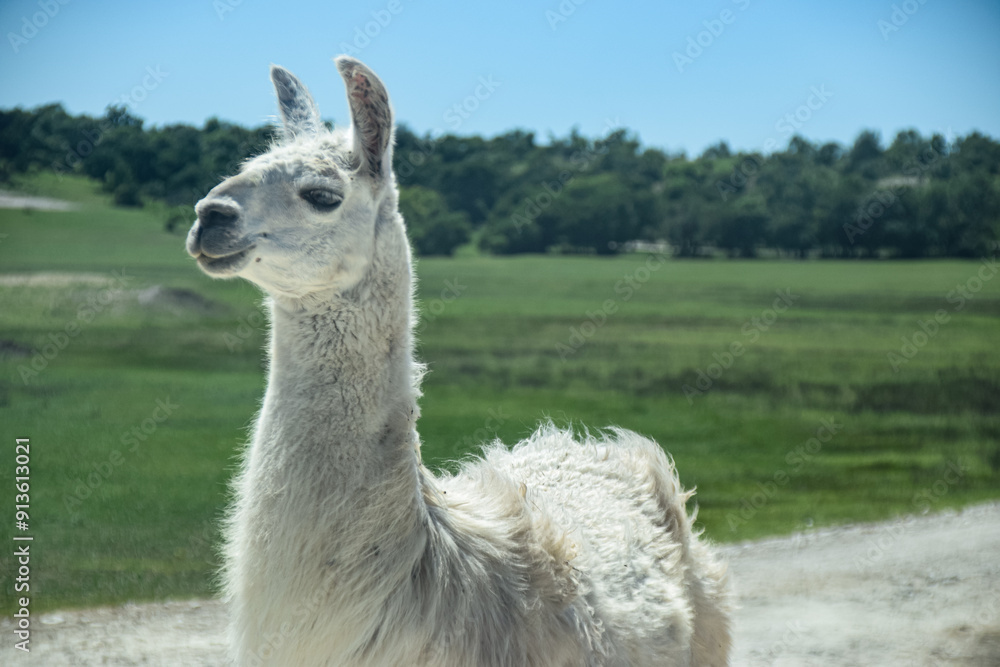 White llama standing in a grassy field under a clear blue sky. White llama standing in a grassy field under a clear blue sky.