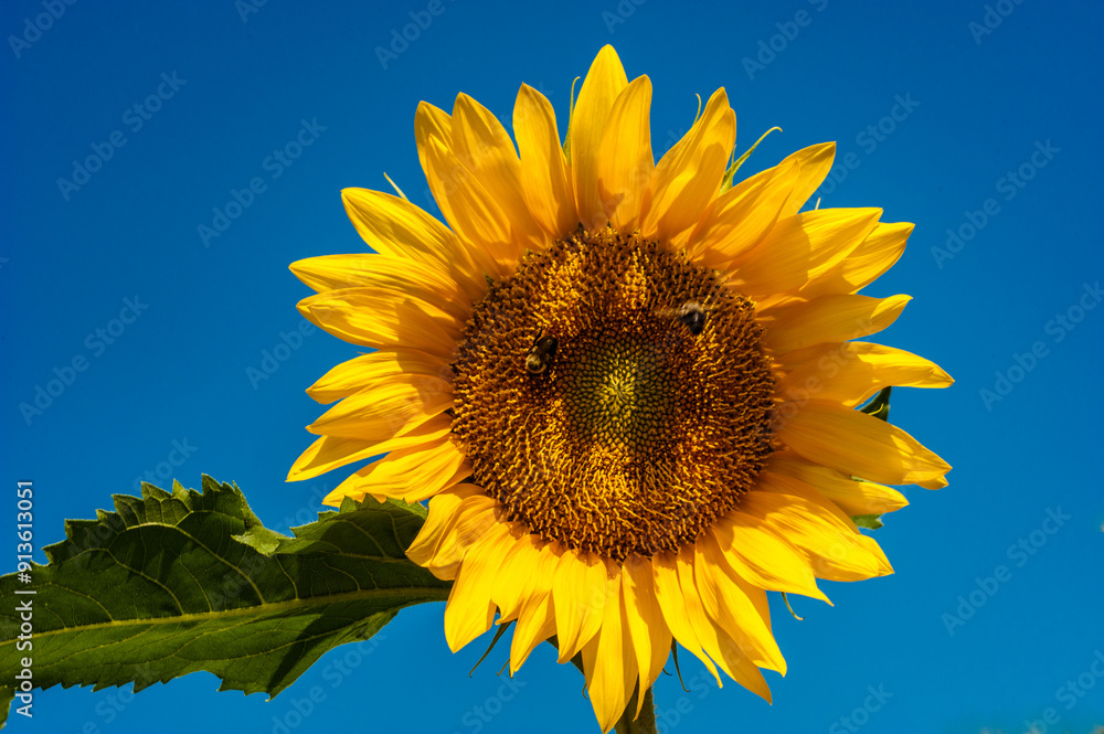 Close up of sunflowers with blue sky in background. Close up of sunflowers with blue sky in background.