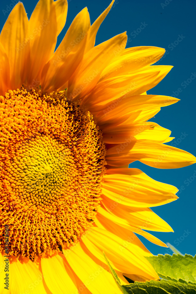 Naklejka premium Close-up of an organically grown sunflower with a blue sky background.