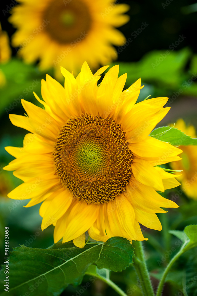 Obraz premium Sunflowers on an organic farm.