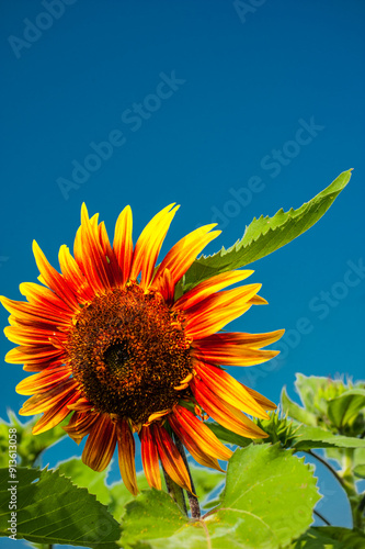 Close up of sunflowers with blue sky in background. photo