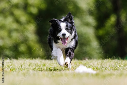 Φωτογραφία Black and White Border Collie Running Lure Course Dog Sport