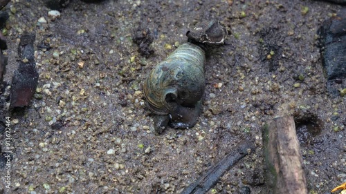 A brackish water snail, cerithidea quoyii, crawling on the tidal flats at low tide period, close up shot. photo