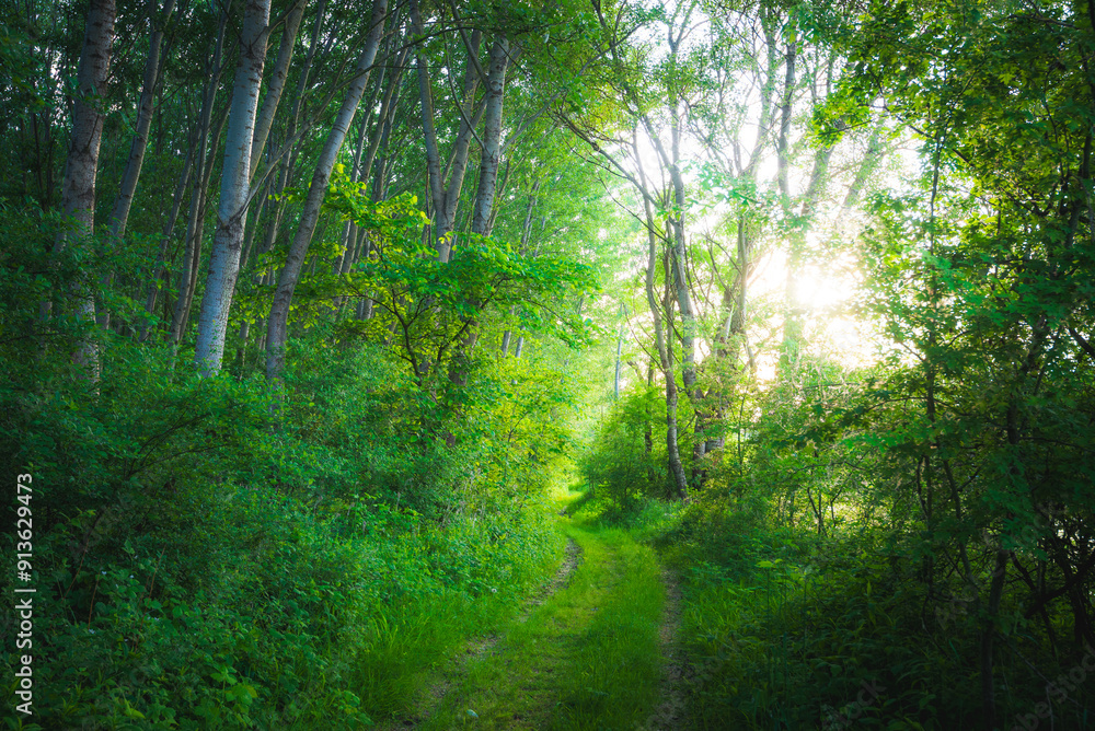 Beautiful Green Forest trees, Path in spring forest in Hungary Beautiful Green Forest trees, Path in spring forest in Hungary
