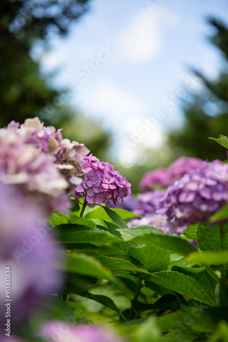 Purple hydrangea blooming in summer