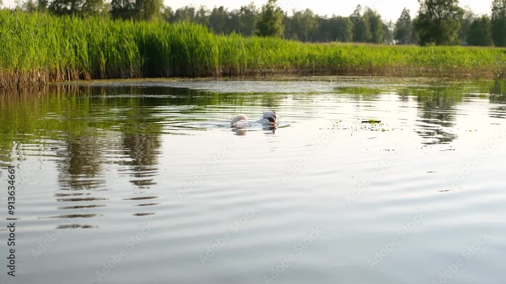 A white dog swimming in the river at sunset. Fresh air, rest, summer. A white dog swimming in the river at sunset. Fresh air, rest, summer.