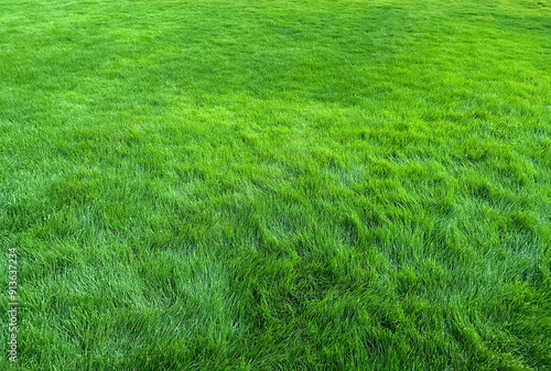 緑の芝生広がる風景