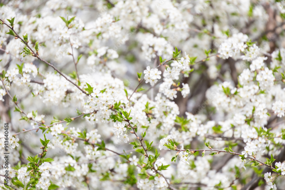White background of white sakura and apricot flowers in spring White background of white sakura and apricot flowers in spring