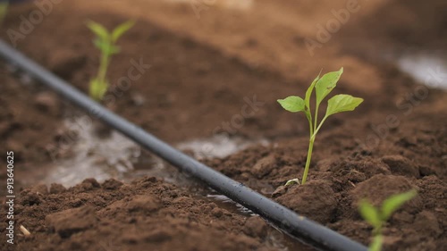 Drip irrigation in the garden
