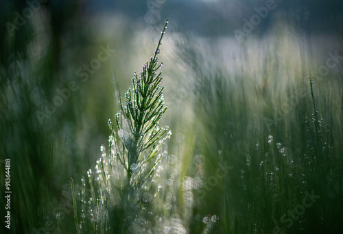 Skrzyp polny w rosie na łące, tapeta 