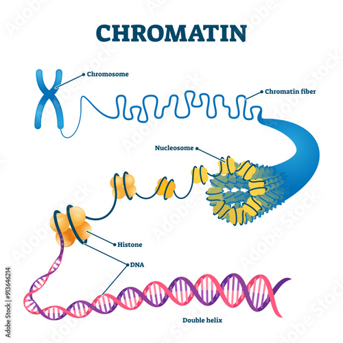 Chromation biological diagram illustration, transparent background. Close-up with nucleosome, histone and DNA double helix. Science educational information.