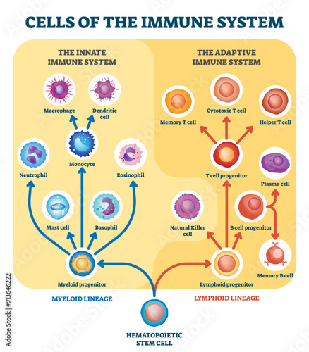 Immune system cells illustration, transparent background. Labeled educational division scheme. Anatomical explanation diagram with lymphoid, cell and myeloid progenitor.