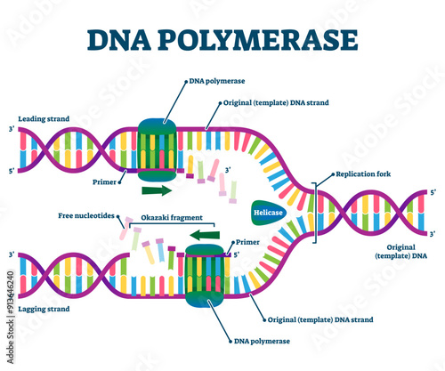 DNA Polymerase enzyme syntheses labeled educational illustration, transparent background. Genetic chemistry and structural replication fragment scheme. Diagram with educational Okazaki, primer.