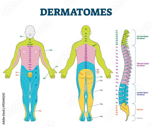 Dermatomes illustration, transparent background.Labeled educational anatomical skin parts scheme.Epidermis area supplied by afferent spinal nerve fibers.