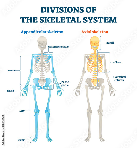 Divisions of appendicular and axial skeletal system labeled explanation, transparent background.Anatomical human inside bone model scheme with comparing both internal examples.