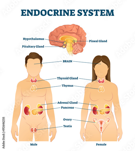 Endocrine system illustration, transparent background.Labeled hormone release glands scheme.Educational diagram with thyroid, adrenal, thymus, pancreas, ovary and testis.