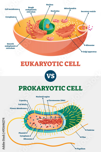 Eukaryotic vs Prokaryotic cells, educational biology illustration diagram, transparent background. Microbiology scheme with cell type examples. Cell membranes, cytoplasm, chromosomes.