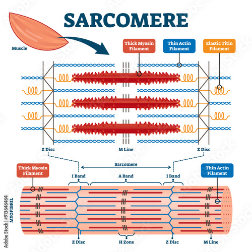 Sarcomere muscular biology scheme illustration, transparent background. Myosin filaments, discs, lines and bands. Myofibril detailed labeled diagram. Sports educational health information.