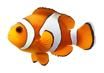 Clownfish Isolated on Transparent Background
