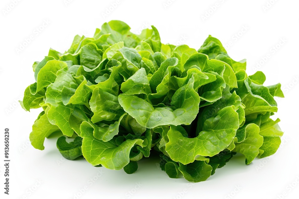 Fresh green lettuce isolated on white background Fresh green lettuce isolated on white background