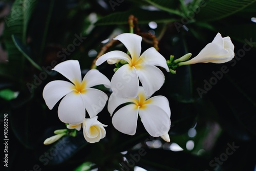 white frangipani flower. Frangipani flower (Plumeria alba) with green leaves on blurred background. White flowers with yellow at center. Health and spa background. Summer spa concept. Relax emotion. W photo