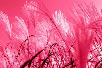 Foto auf Acrylglas Pantone 2023 Viva Magenta Beautiful miscanthus in the sunlight against the magenta sky. Natural background. Selective focus. Color of the year 2023  © Надія Сенько